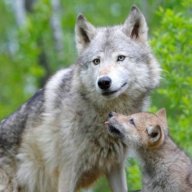 wolfGT