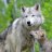 wolfGT